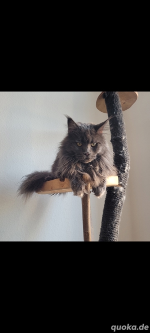 Deckkater Maine Coon XXL