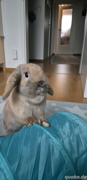 Zwergwidder suchen ein neues Zuhause 