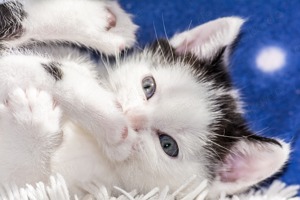 Nebenjob als Katzensitter zu vergeben! Du arbeitest auf eigene Rechnung in der Tierbetreuung vorOrt!