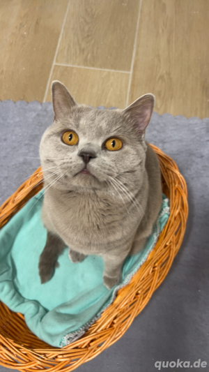 BKH Lilac Deckkater 