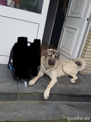 Rheinrassiger Kangal
