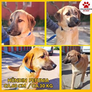 Petunia Kangal Mischling Hündin Junghund sucht Zuhause oder Pflegestelle