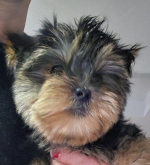 Yorkshire Terrier Welpen in Blue and Tan Nähe Dresden Mädchen und Jungs