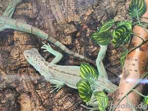 Inguana Inguana blue