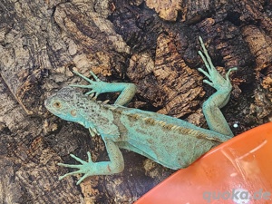 Inguana Inguana blue Bild 2