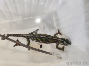 F. Lateralis Teppichchamäleon Bild 2