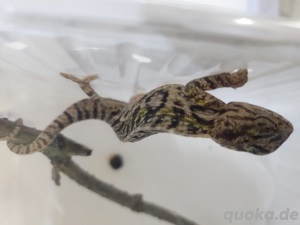 F. Lateralis Teppichchamäleon