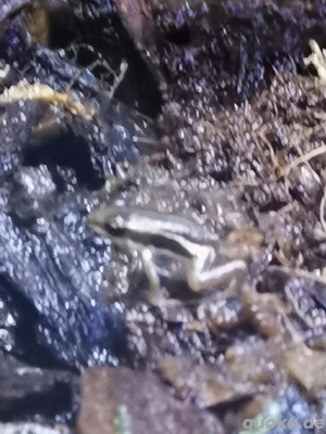 Epipedobates Antony  Bild 3