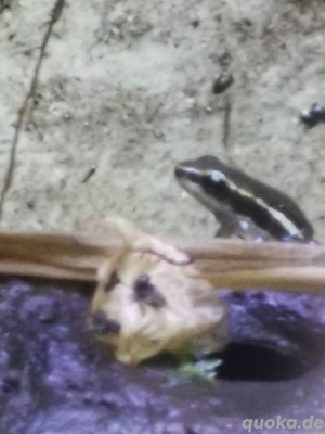 Epipedobates Antony  Bild 4