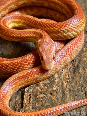 Sunglow Tessera  Bild 2