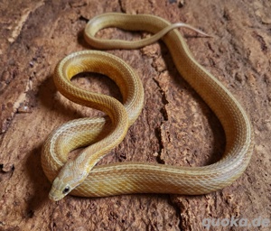 Amber Tessera 