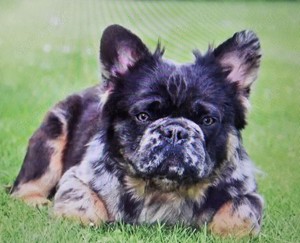 Französische Bulldogge  Brix   exklusiver Deckrüde! 