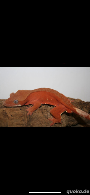 Kronengecko-Correlophus cilliatus