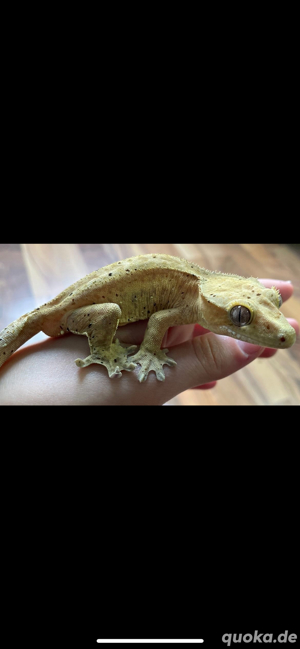Kronengecko - Correlophus ciliatus