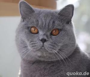 BKH Deckkater , Kuschelkater