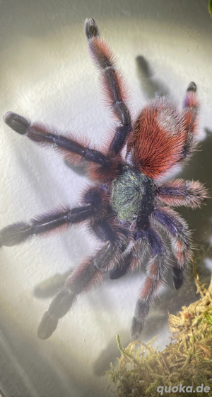 Caribena versicolor 0.1