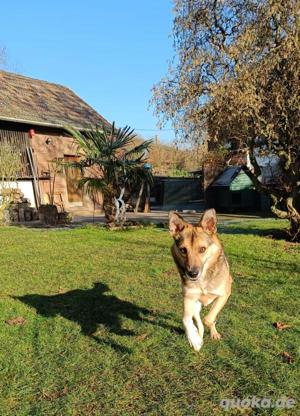 Kenny 3 jahre in Deutschland 