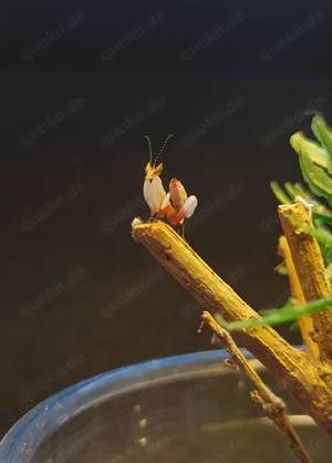 Orchideenmantis, Hymenopus coronatus, Gottesanbeterin, Mantide