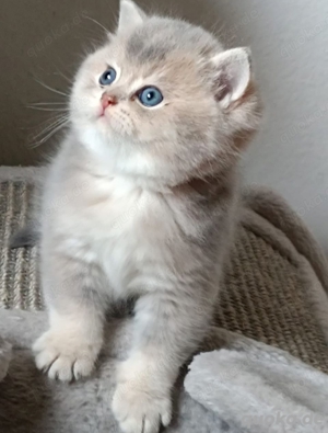 Anzeigen  Tiermarkt  Katzen 51 Wunderschöne BKH Britisch Kurzhaar Kitten