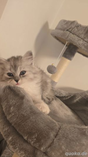 Wunderschöne kitten zum abgeben 