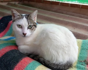 liebe junge Katze Thea sucht ein Zuhause mit Artgenossen