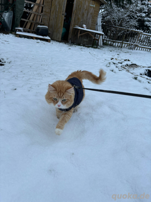 Kater sucht Dame 