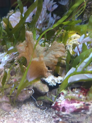 Meerwasser Weichkorallen  Bild 4