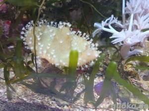 Meerwasser Weichkorallen  Bild 5