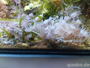 Meerwasser Weichkorallen  Bild 3