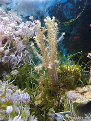 Meerwasser Weichkorallen  Bild 6