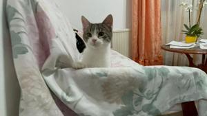 süßer junger Kater Cloud sucht ein tolles Zuhause