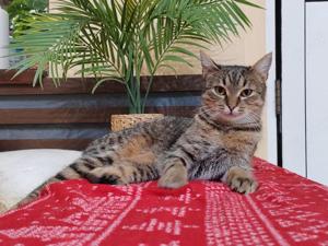 fröhlicher kleiner Kater Shorty sucht ein Zuhause