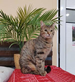 schüchterne, verspielte junge Katze Lina sucht ein schönes Zuhause