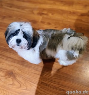 Shih tzu FCI 
