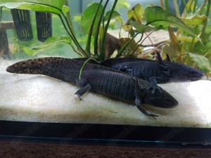 2 männliche Axolotl Bild 2
