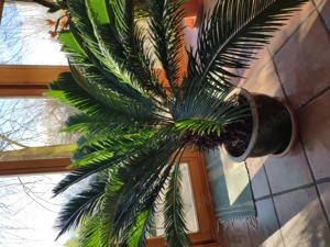 Cycas Palme
