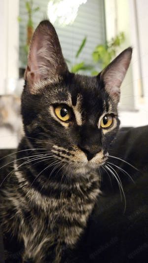 Charcoal Bengal Sammy