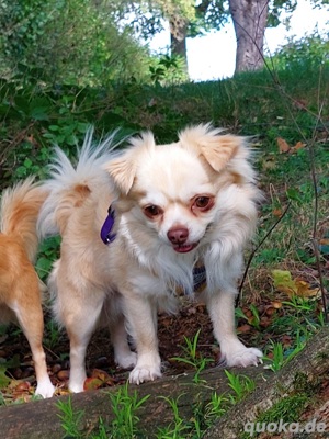 Chihuahua deckrüde  Bild 3