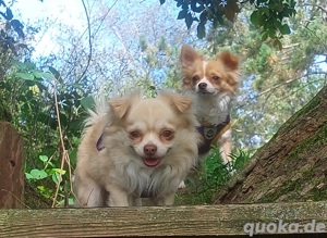 Chihuahua deckrüde  Bild 2