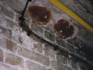 Hausschwamm - Sanierung vom Haus, Gutachter, Statiker, Handwerker