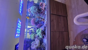 Meerwasser Aquarium Korallen