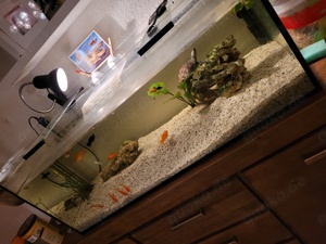 Aquarium 100 40 40 + Schildkröten und Fische 