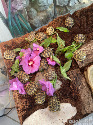 Griechische Landschildkröten Babys 2024 Bild 5
