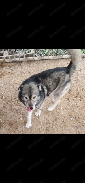Siberian Husky 
