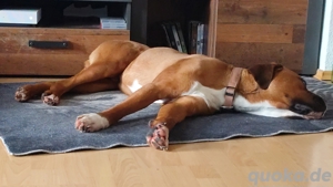 Hundebetreuung dringend gesucht 