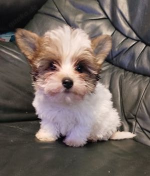 Yorkshire Terrier Welpen 