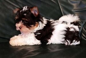 Biewer Yorkshire Terrier Welpen 
