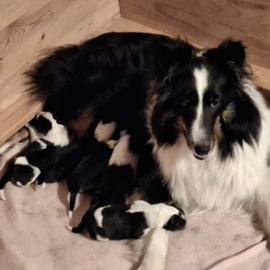 Sheltie Welpen reinrassig