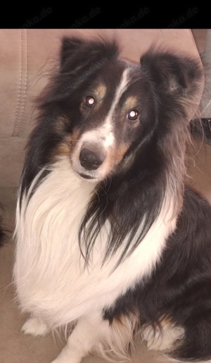 Sheltie Deckrüde mit Papiere