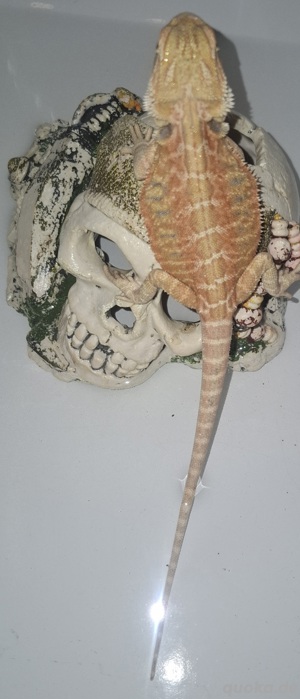 Bartagame Leatherback 66%trans %Genetic-Stripe 50%Tiger 